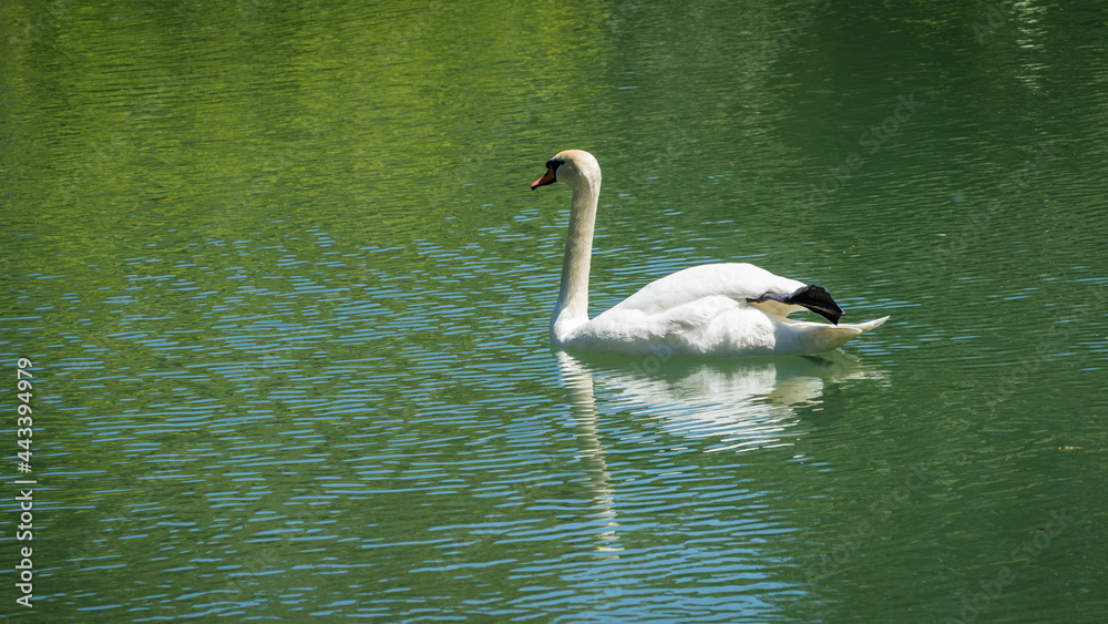 Fototapeta premium White swan Cygnus olor gracefully swims in artificial lake in Adler arboretum 