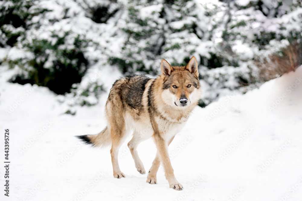 Beautiful wolf in nature in winter Beautiful wolf in nature in winter