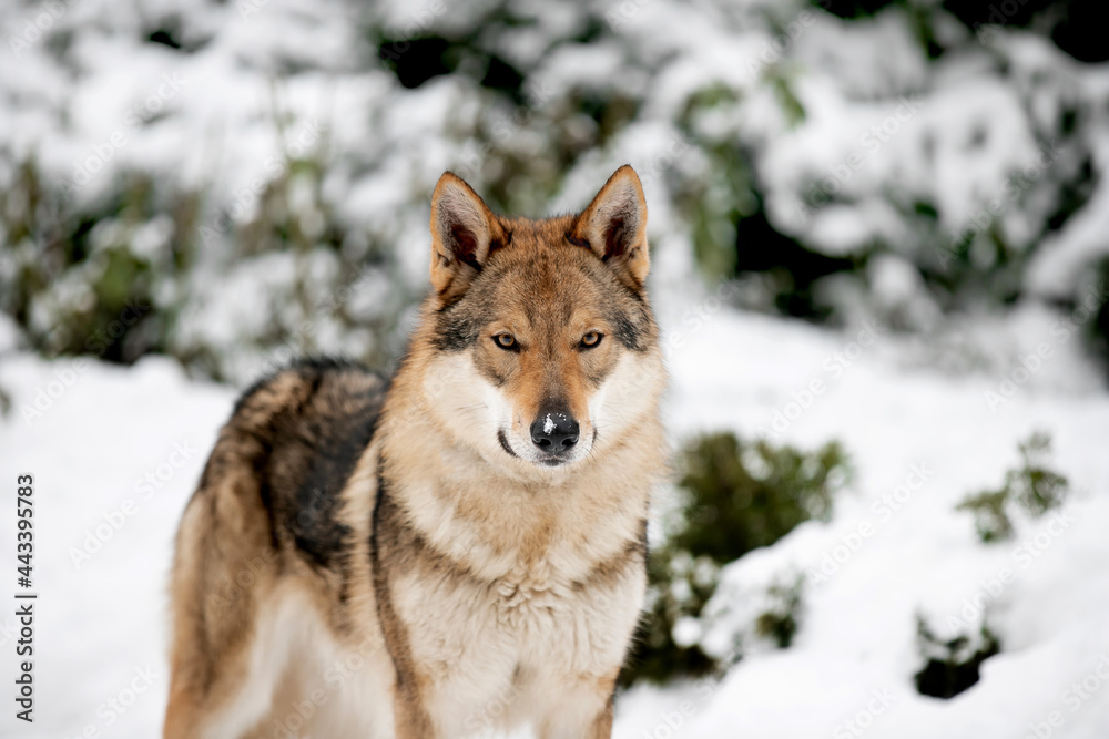 Beautiful wolf in nature in winter