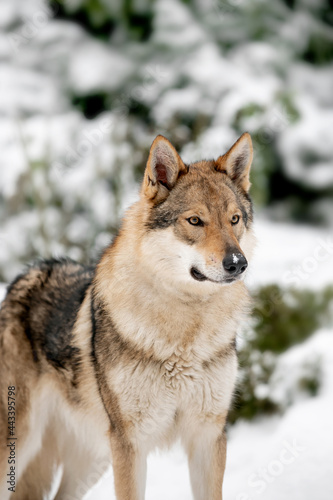 Beautiful wolf in nature in winter