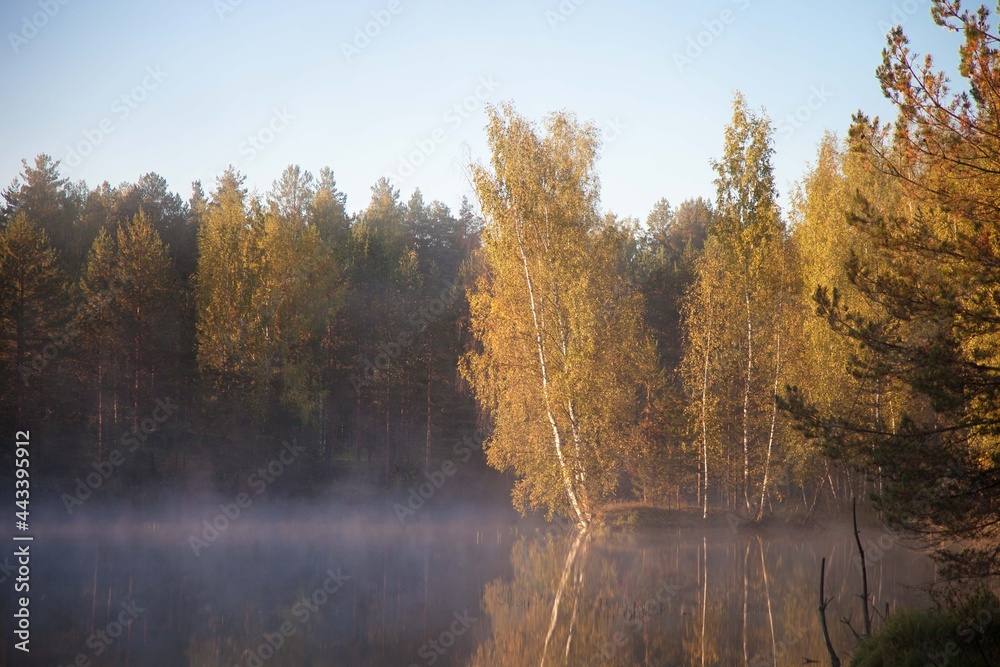forest lake in autumn. trees with golden leaves, fog over the water forest lake in autumn. trees with golden leaves, fog over the water