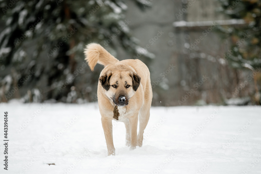 Beautiful dog in nature in winter