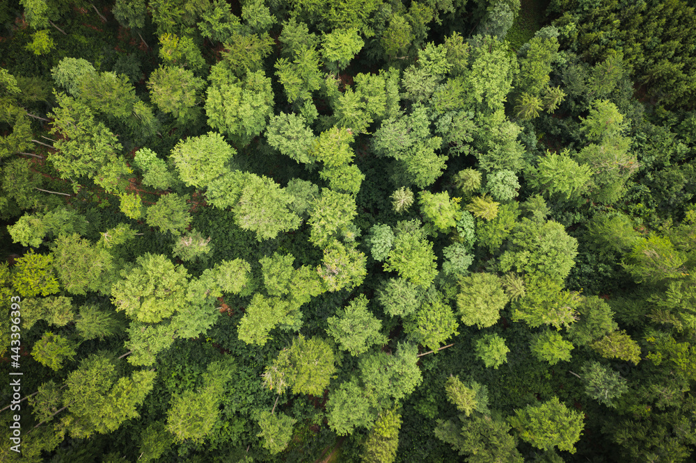 Changing forest ecosystem treetops from the sky woods forestry protection preservation manage and cultivate sustainability climate - obrazy, fototapety, plakaty 
