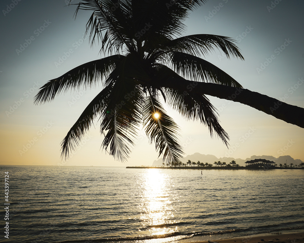 Palm trees at sunset