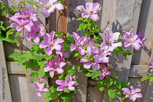 Violett blühende Waldrebe, Clematis, an einer Holzwand