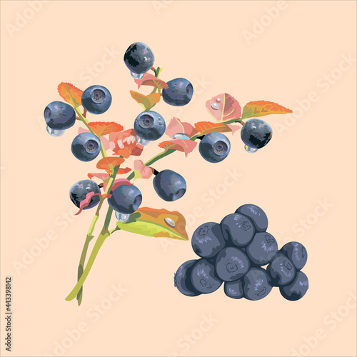 Edible berries and fruits.Vector