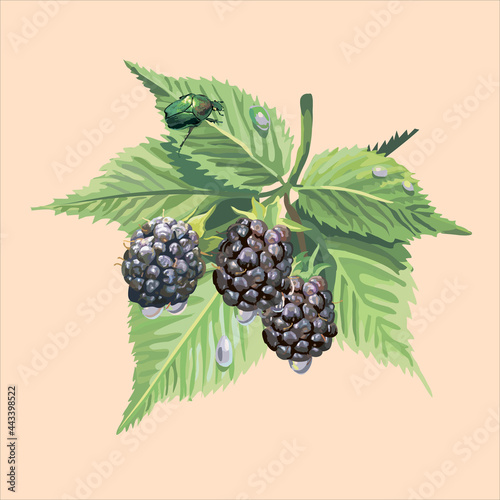 Edible berries and fruits.Vector