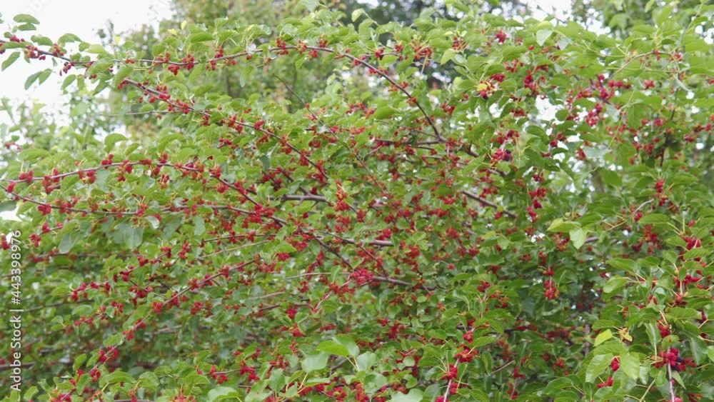 Panoramic shot of mulberry tree, many red mulberry fruits hanging from branches. Panoramic shot of mulberry tree, many red mulberry fruits hanging from branches.