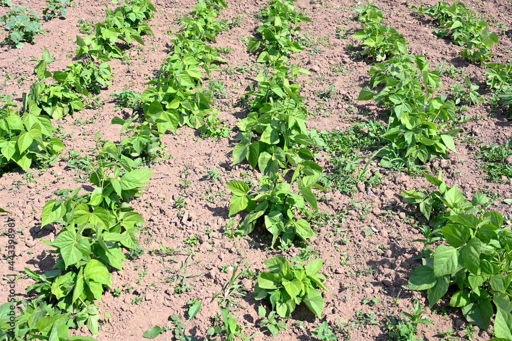 Green bushes of beans growing on the field. Green bushes of beans growing on the field.