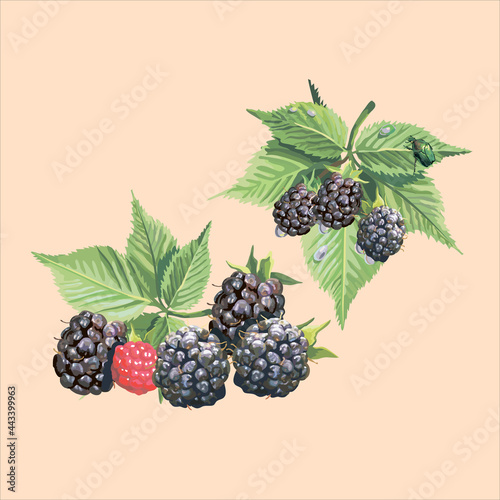 Edible berries and fruits.Vector
