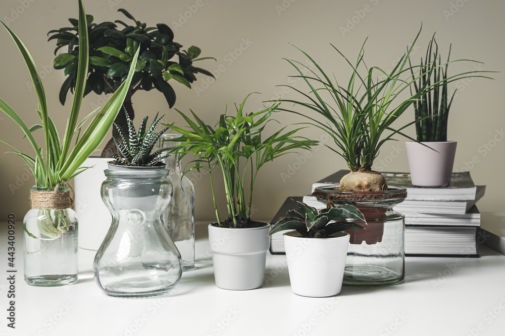 Various indoor mini plants in pots and glass jars on a white shelf, home gardening and home mini jungle concept