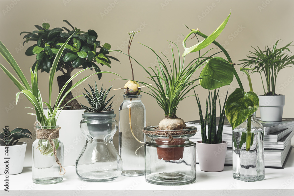 A variety of home plants in pots and glass jars on a white shelf, mini  plants and home gardening concept Stock Photo | Adobe Stock