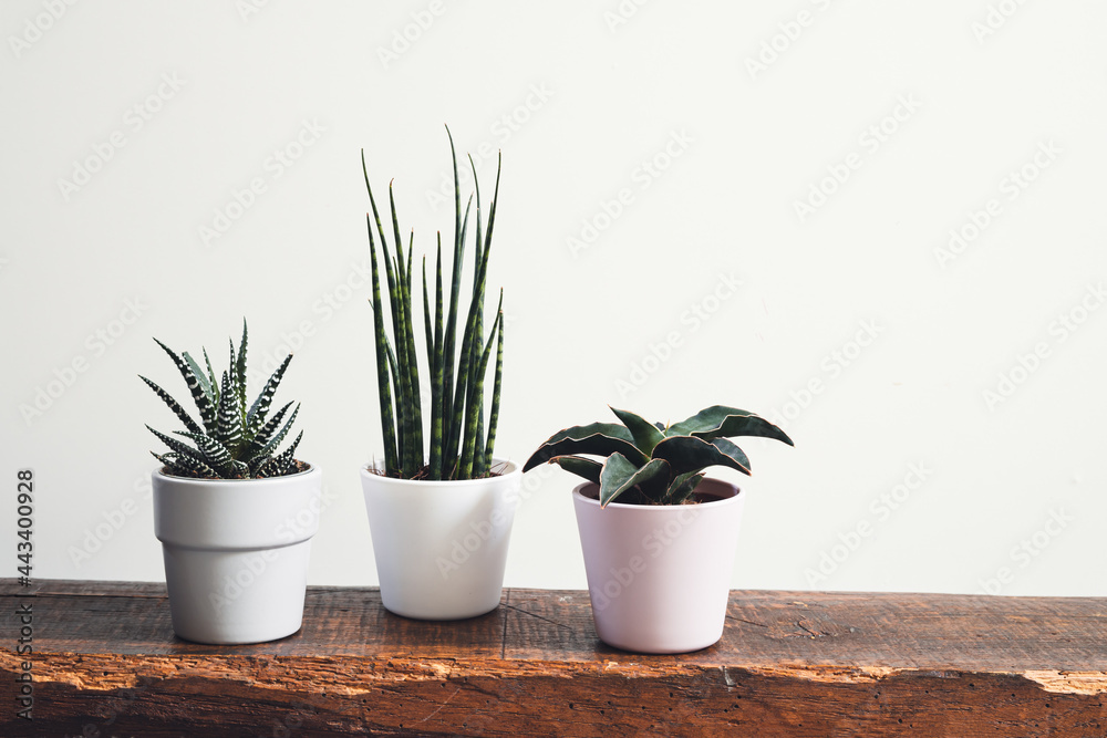 Fototapeta premium Home plants - sansevieria fernwood, sansevieria francisii and haworthia in pots on a wooden shelf on a white background, minimalistic botany home decor
