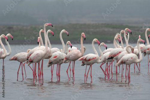 Group of greater flamingoes, Phoenicopterus roseus, India