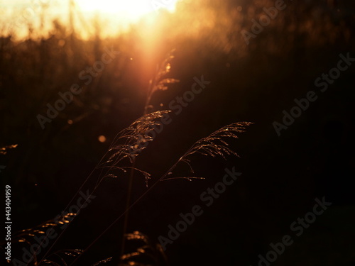 Gegenlicht Sonnenuntergang