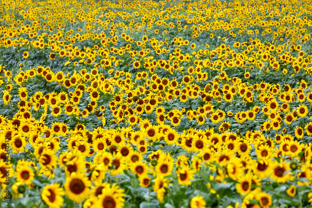 넓은 농장에 만개한 아름다운 해바라기 꽃, 