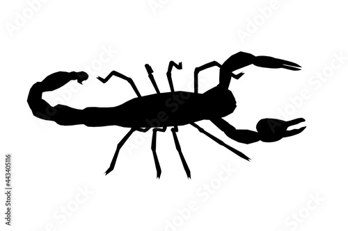 Scorpion silhouette isolated on white background. Vector illustration