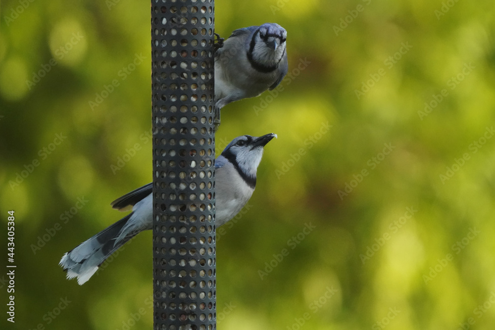 Blue Jays on bird feeder with bright sunny foliage in the background on summer day