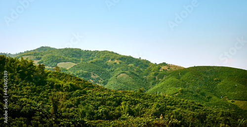 Tea plantations on the slopes of the mountains at Doi Mae Salong. Chiang Rai Province. Thailand. Thai highlands