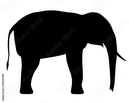 Silhouette of an elephant isolated on a white background. Vector illustration