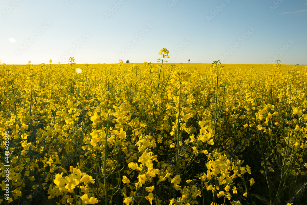 Blooming yellow rapeseed field. The sun is shining brightly, the sky is blue. Hot summer day.