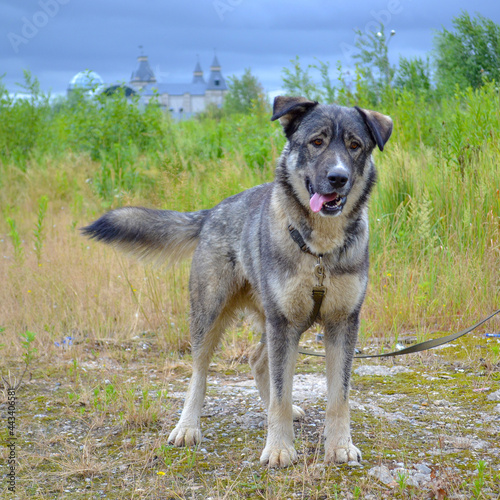 A large gray dog stands in full growth