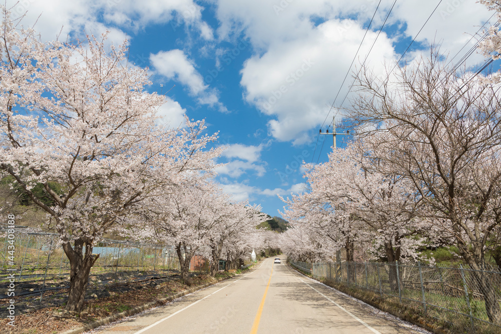 Fototapeta premium 춘천 부귀리의 봄