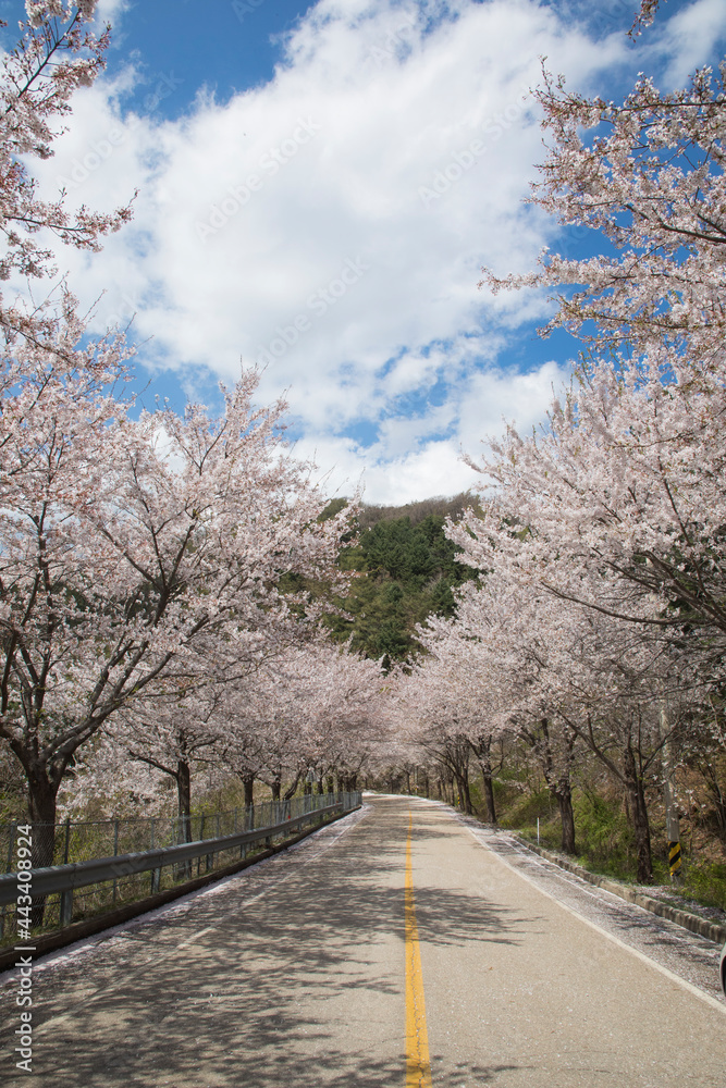 Fototapeta premium 춘천 부귀리의 봄