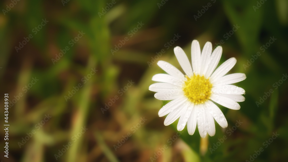 Blurred of white Leucanthemum maximum or max chrysanthemum blossom in the garden. Blurred of white Leucanthemum maximum or max chrysanthemum blossom in the garden.