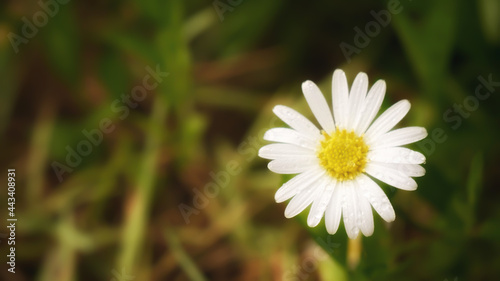 Blurred of white Leucanthemum maximum or max chrysanthemum blossom in the garden. photo