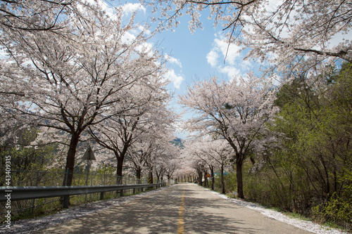 춘천 부귀리의 봄
