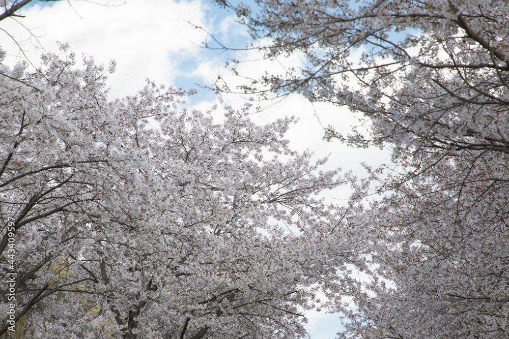 춘천 부귀리의 봄