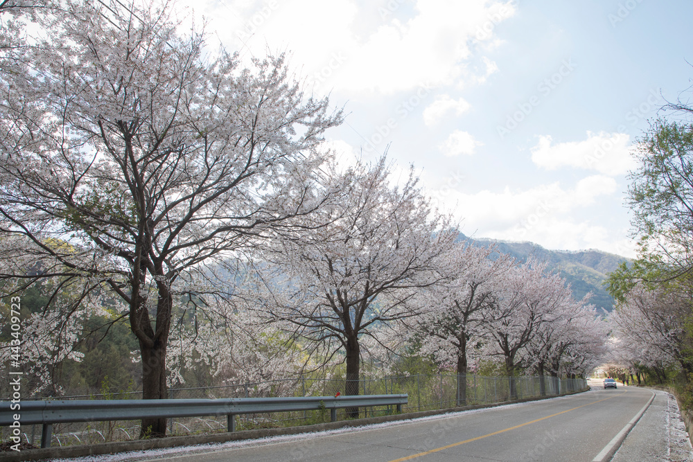 Fototapeta premium 춘천 부귀리의 봄