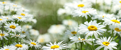 White daisies meadow. Summer background