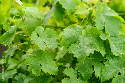 Rain drops over green grape leaves