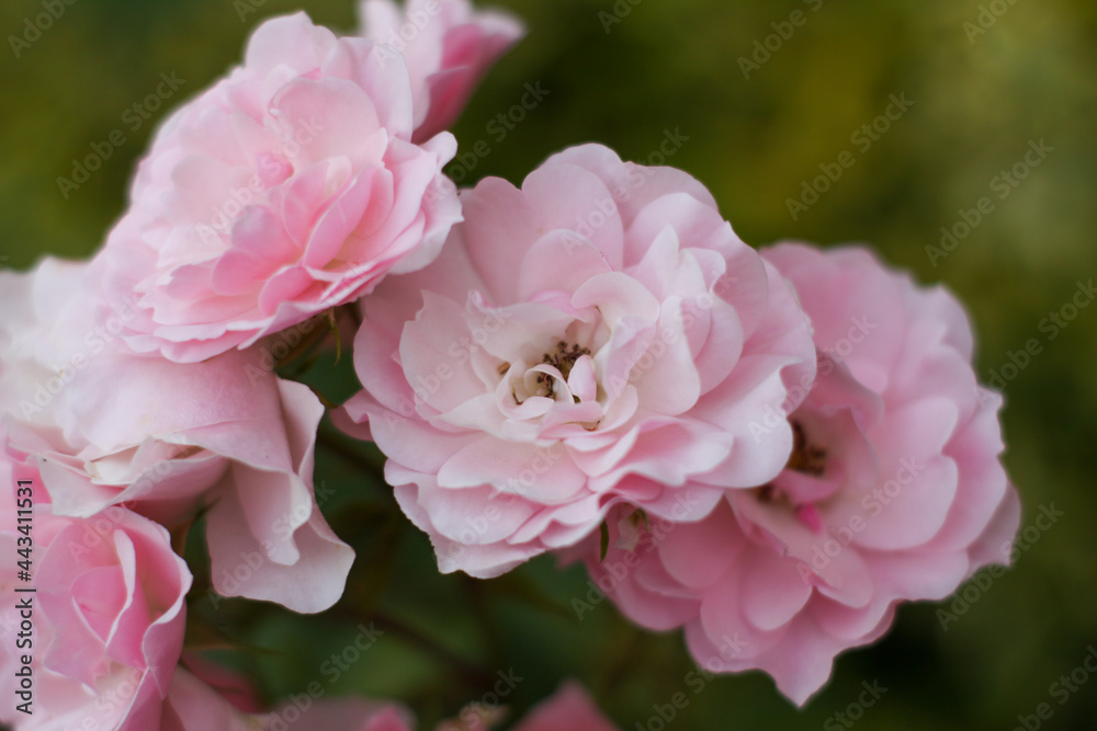 warm summer evening. rose flower. delicate petals