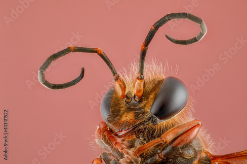insecte portrait de guêpe maçonne en focus stacking photo