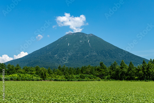 北海道の初夏の羊蹄山の風景
