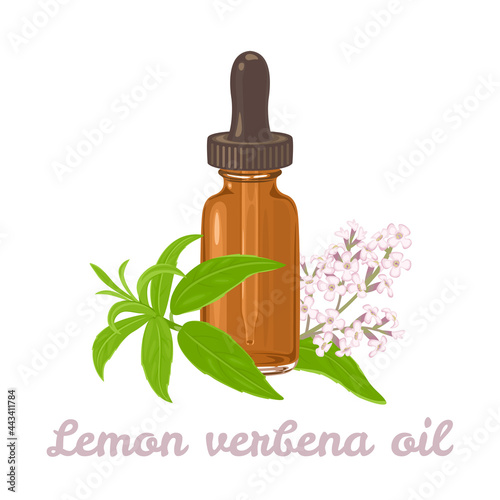 Lemon verbena essential oil. Amber glass dropper bottle and fragrant flowering Aloysia citrodora branches isolated on white background. Vector illustration in cartoon flat style.