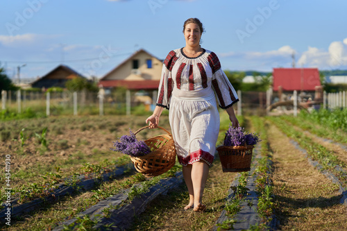 Quadro su tela Young woman in Romanian folklore costume harvesting lavendere