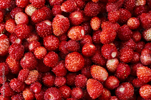 Wild strawberries in closeup