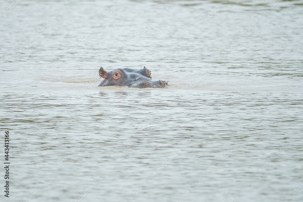 Hippo in a Dam Hippo in a Dam