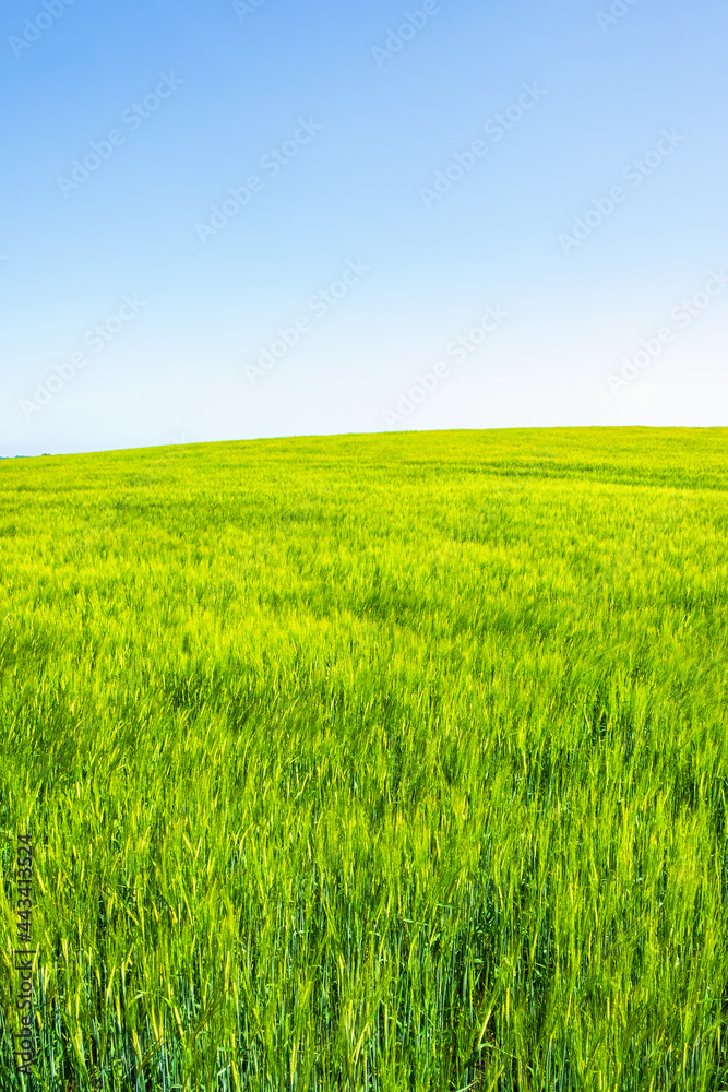 Beautiful corn field against a blue sky