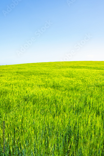 Beautiful corn field against a blue sky