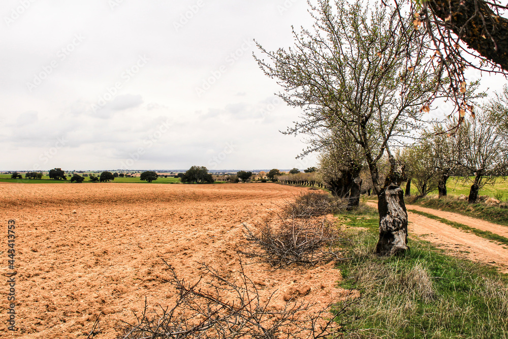 Green meadow landscape and path with trees in a row