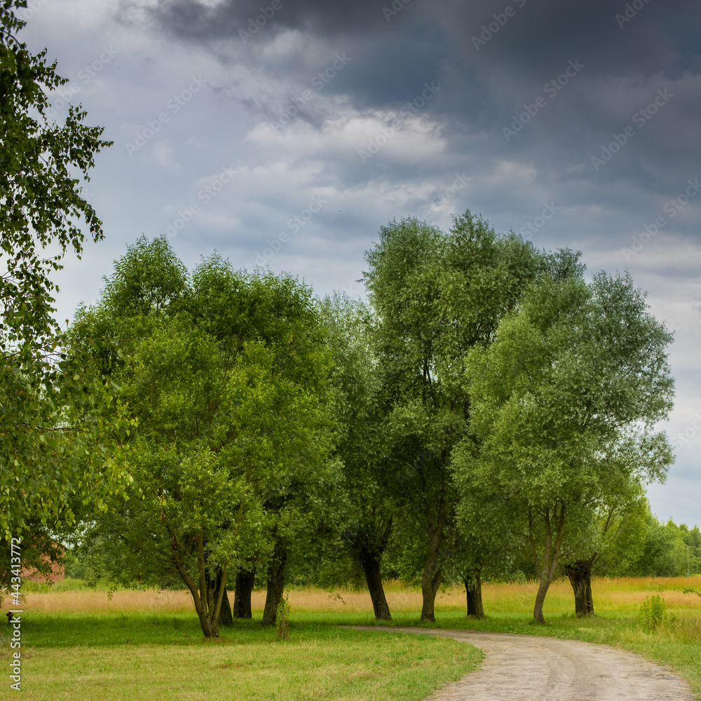 A rural, sandy road among willows.