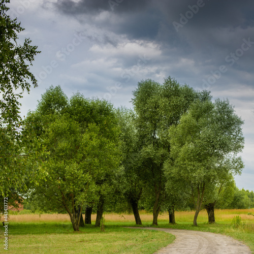 A rural, sandy road among willows.