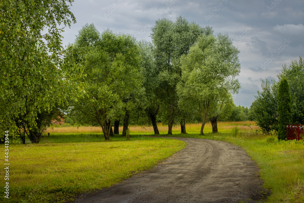 A rural, sandy road among willows. A rural, sandy road among willows.