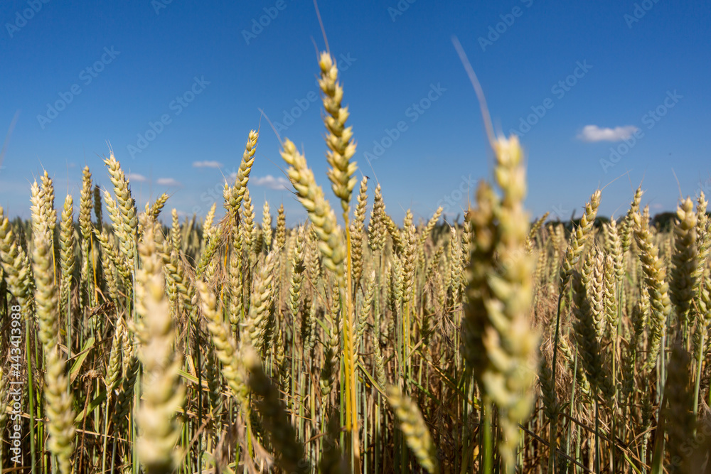 Weizen in Nahaufnahme, Sommer, Feld, Ernte in der Altmark in Sachsen-Anhalt