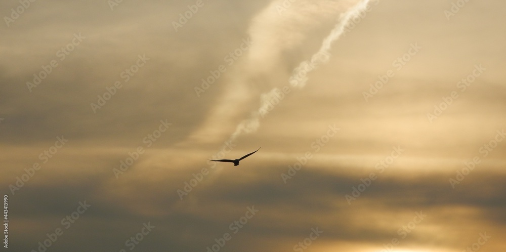 One bird in evening sky